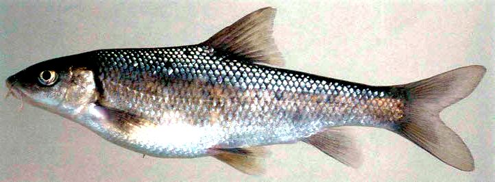 Luciobarbus microcephalus_05.jpg